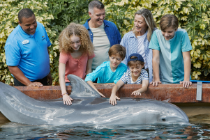 Family meeting and touching a dolphin