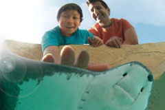 Stingray Feeding