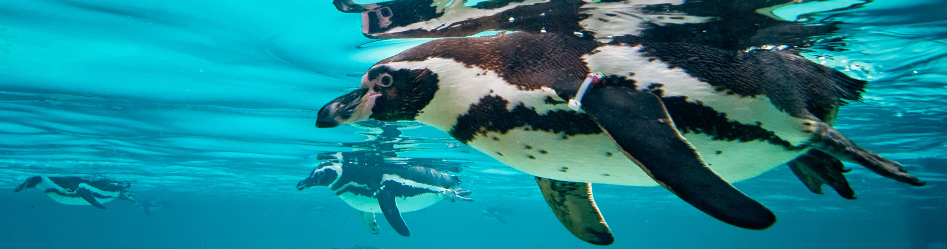 Animals at SeaWorld San Diego