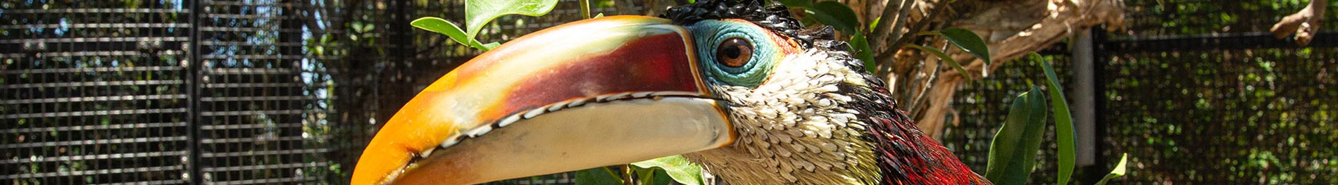 Curl-Crested Aracaris