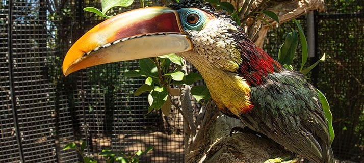 Curl-Crested Aracaris