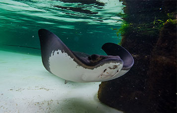 Bat ray at SeaWorld San Diego