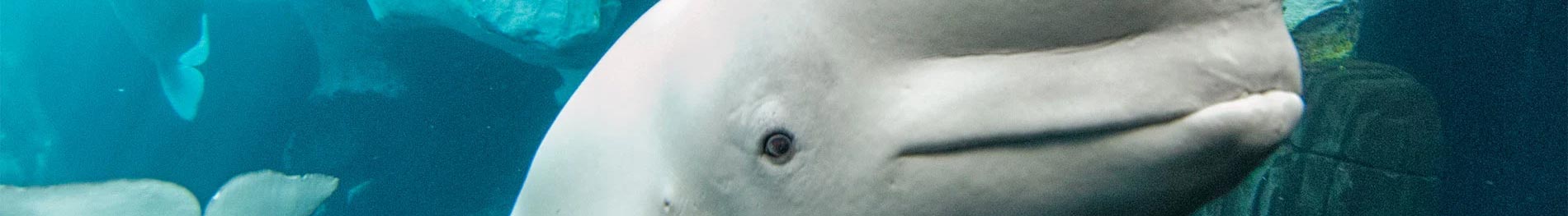 Beluga whale