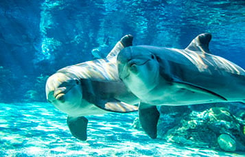 Dolphins at SeaWorld San Diego