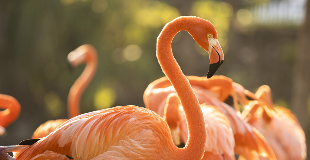 Flamingos at SeaWorld San Diego