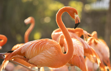 Flamingos at SeaWorld San Diego