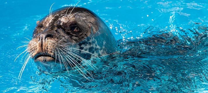 Harbor seal
