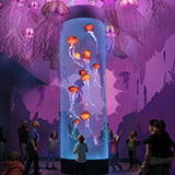 Jellyfish Experience