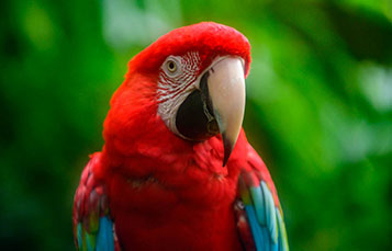 Macaws at SeaWorld San Diego