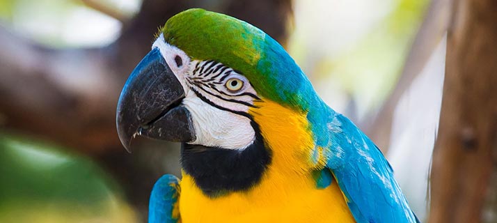 Macaw