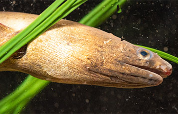 Moray Eel at SeaWorld San Diego