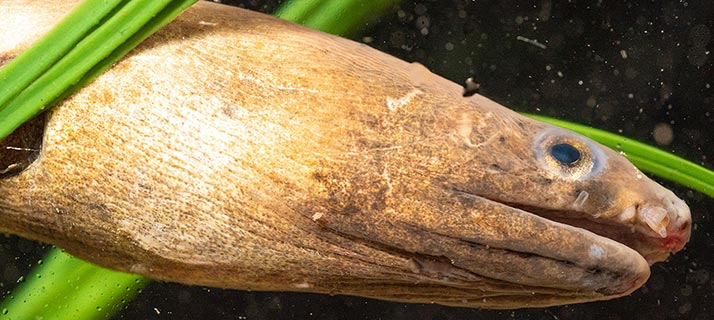 Moray eel