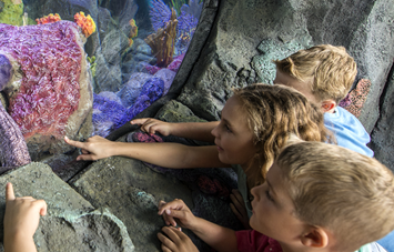 Ocean Explorer Animals