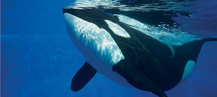 Orca