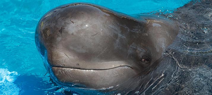 Pilot whale