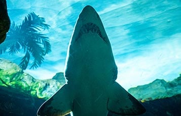 Shark Encounter at SeaWorld San Diego