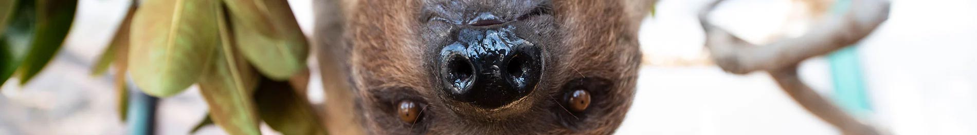 Sloth
