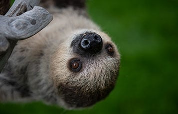 See Sloths at SeaWorld San Diego
