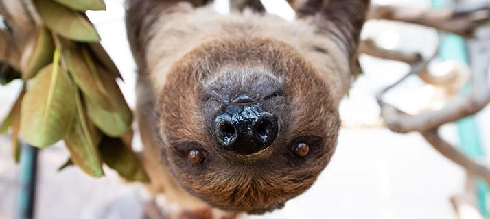 Sloth