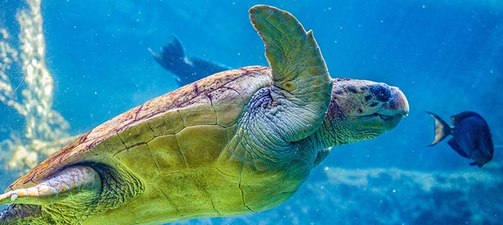 Sea turtle