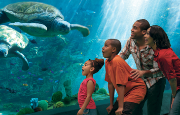 Turtle Reef SeaWorld San Diego