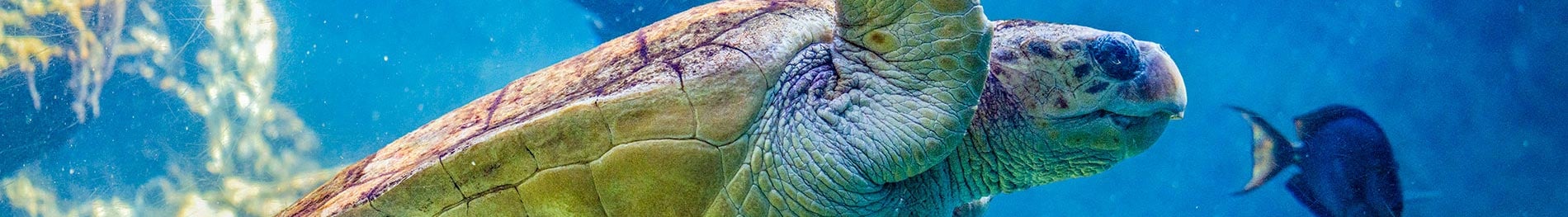 Sea Turtle