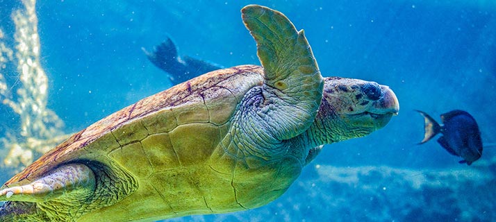 Sea Turtle