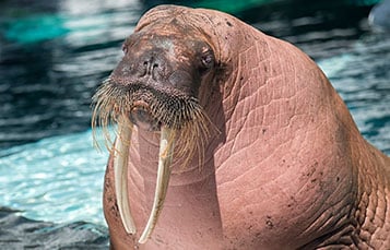 Walrus at SeaWorld San Diego