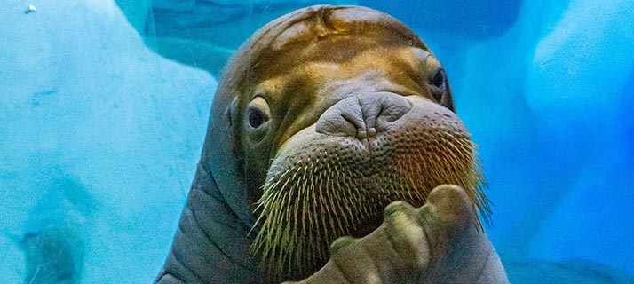 Walrus