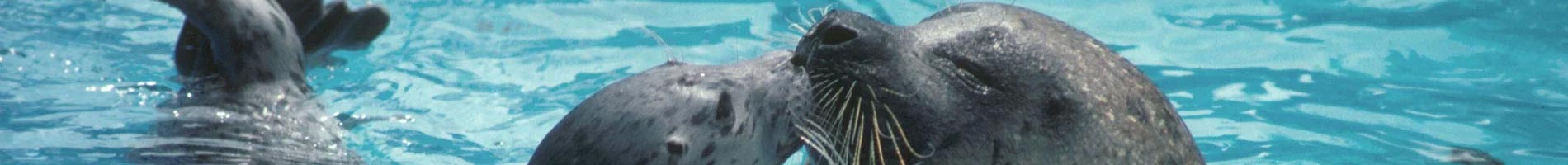 Watch seals and sea lions play at SeaWorld