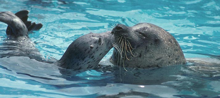 Watch seals and sea lions play at SeaWorld