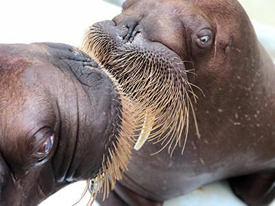 Get to Know Our Walruses Blog Walrus Image