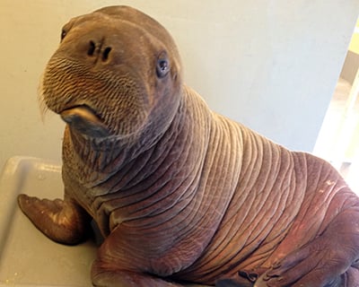 Get to Know Our Walruses Blog Walrus Image