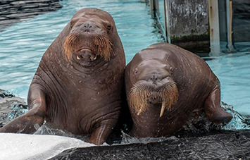 Get to Know Our Walruses Blog Walrus Image