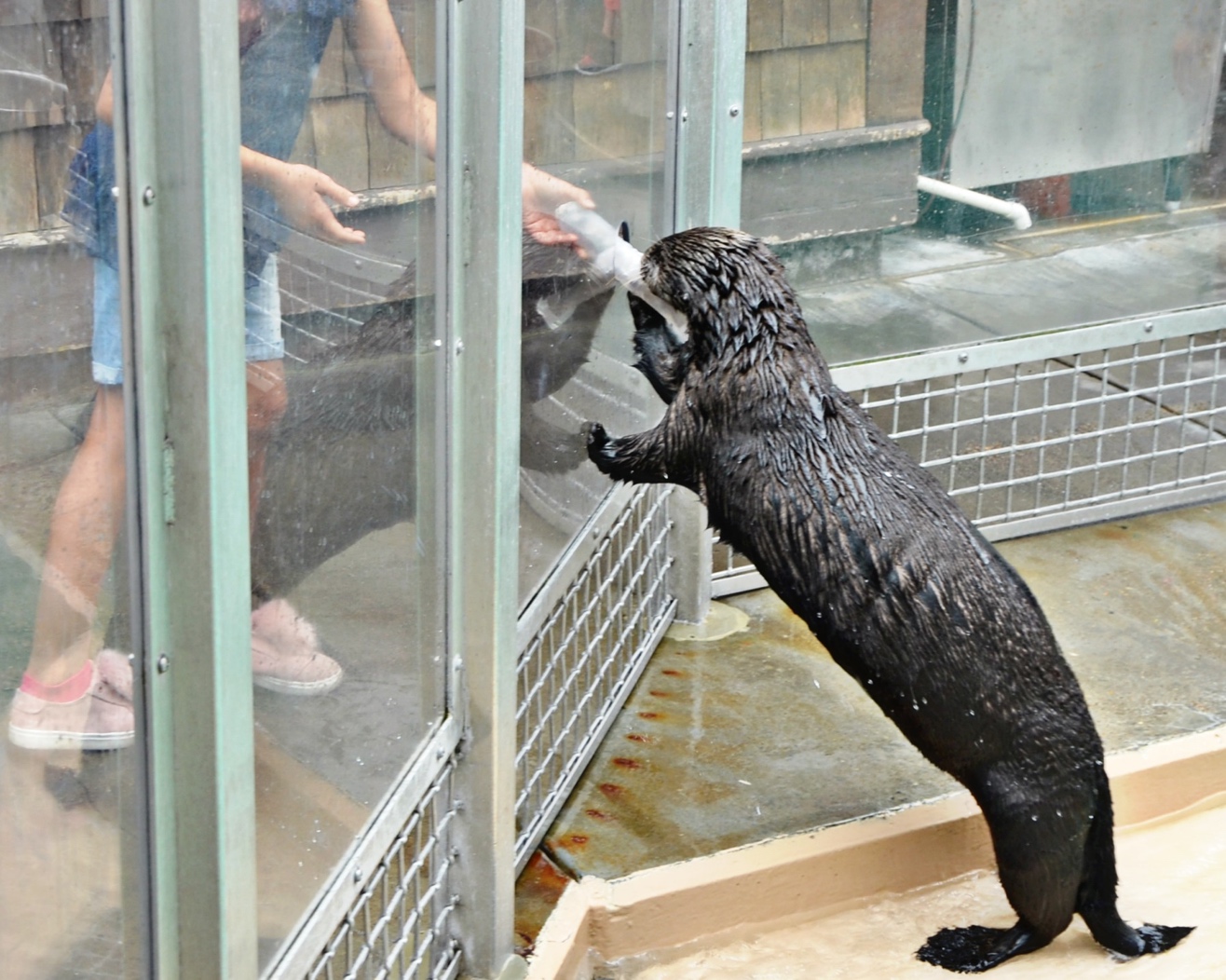 Otter Enrichment