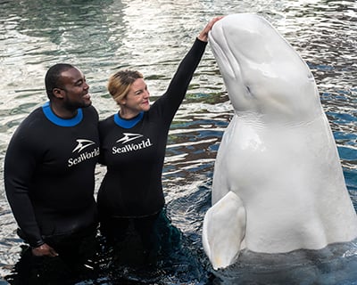 Blog Insider Tips for Visiting SeaWorld San Diego Beluga Interaction Program