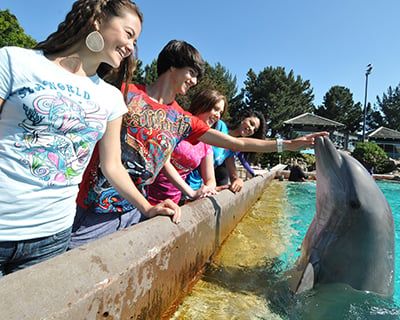 Blog Insider Tips for Visiting SeaWorld San Diego Dolphin Encounter