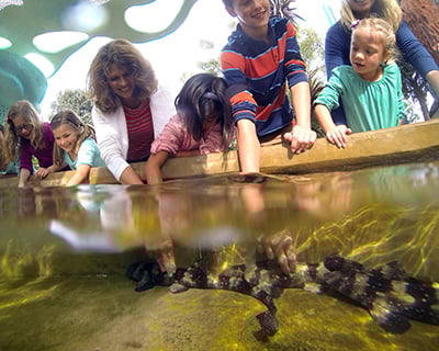 Blog Insider Tips for Visiting SeaWorld San Diego Explorer's Reef