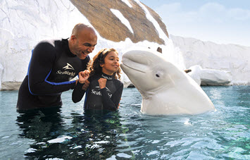 SeaWorld Beluga Interaction Program