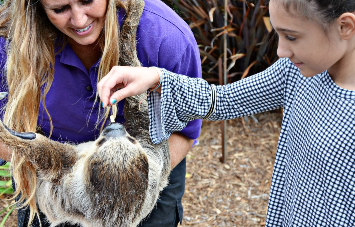 sloth tess seaworld