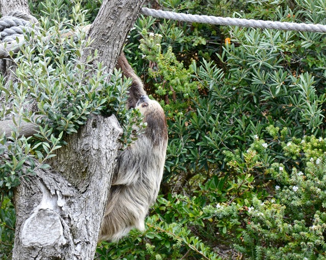 sloth tess seaworld