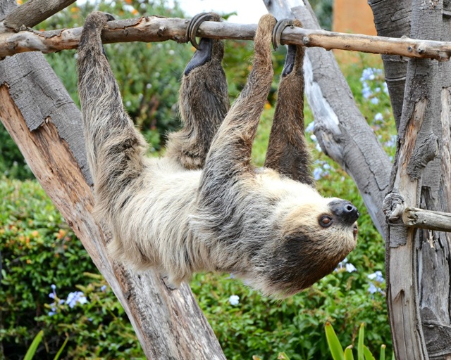 sloth tess seaworld