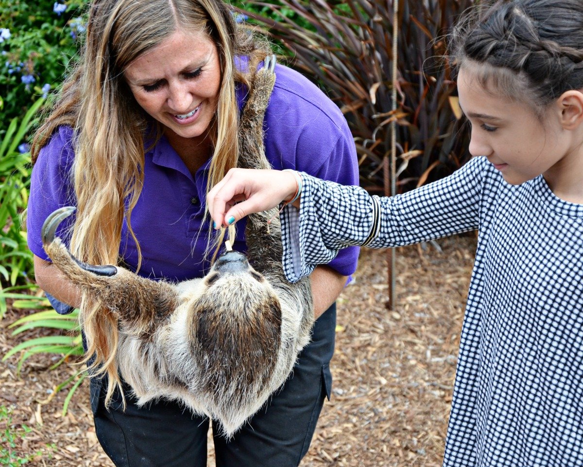 sloth tess seaworld