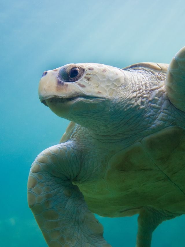 sea turtle