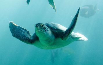sea turtle