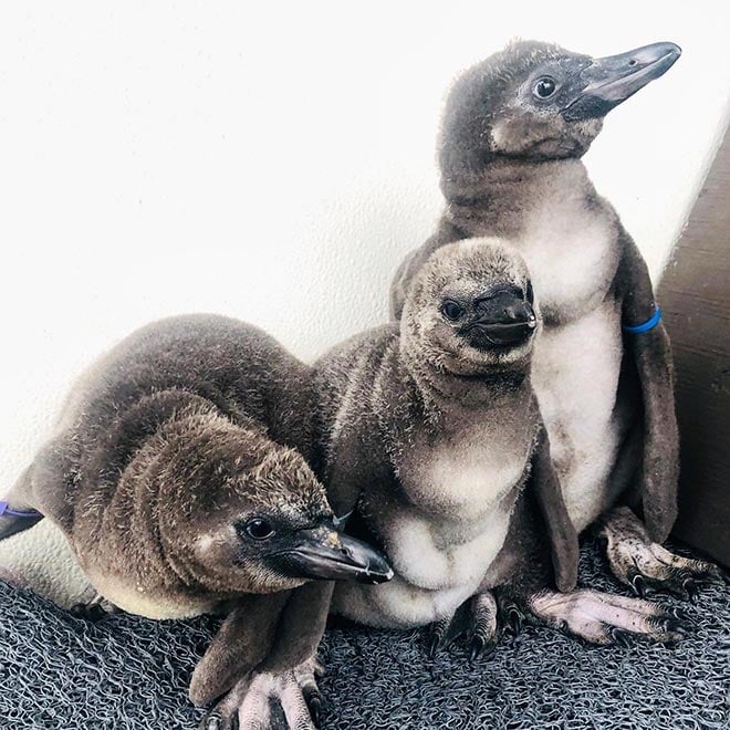 Humboldt Penguin Dads