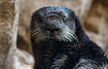 Nova the otter