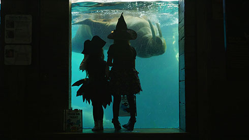 See animals at SeaWorld San Diego Spooktacular