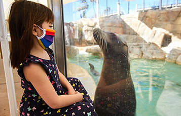 Sea Lion at SeaWorld San Diego
