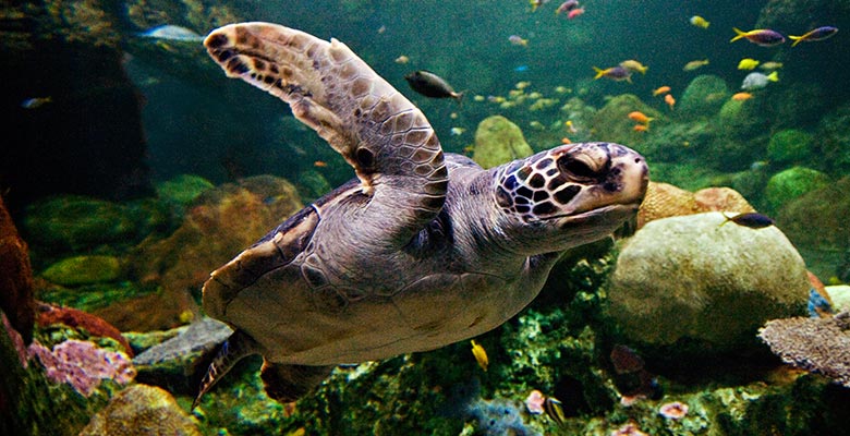 Green Sea Turtle